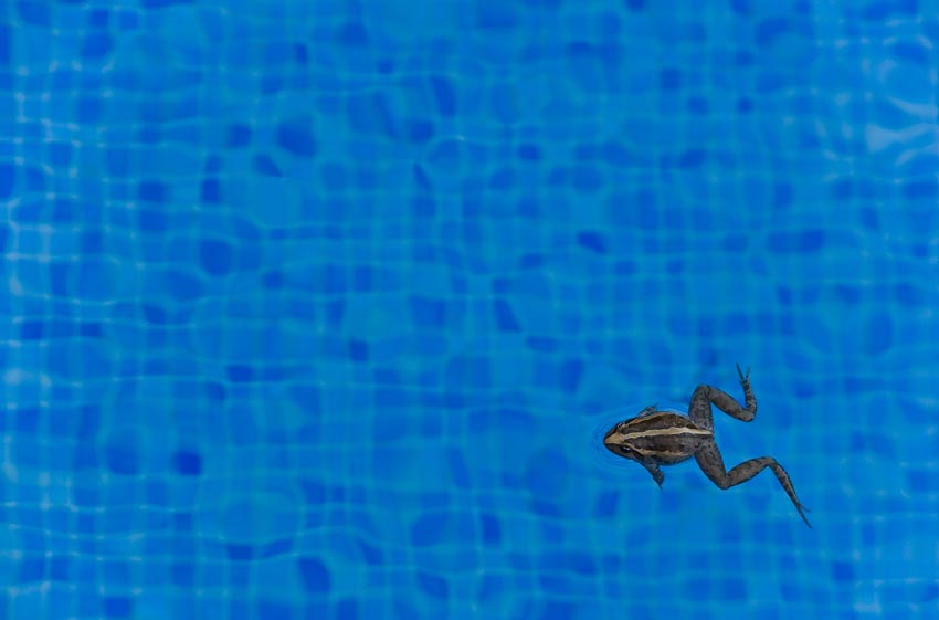 Pool with frog