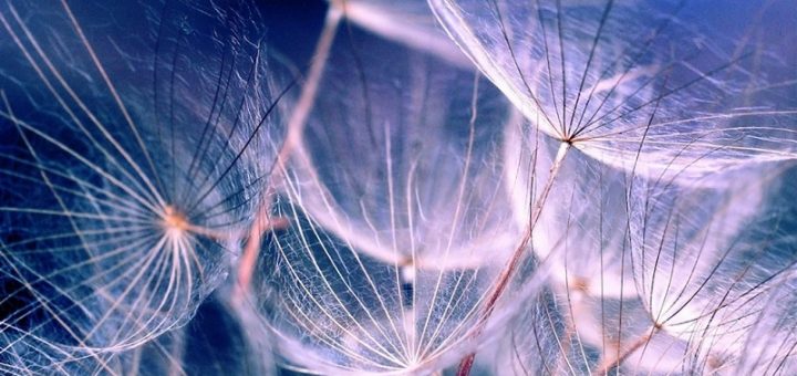 White-Dandelions-iPad-wallpaper-ilikewallpaper_com_1024