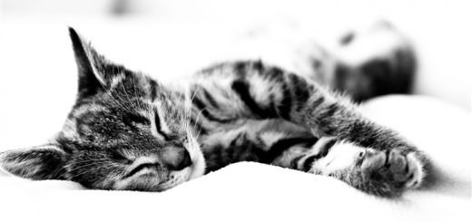 sleeping cat wallpaper for mac